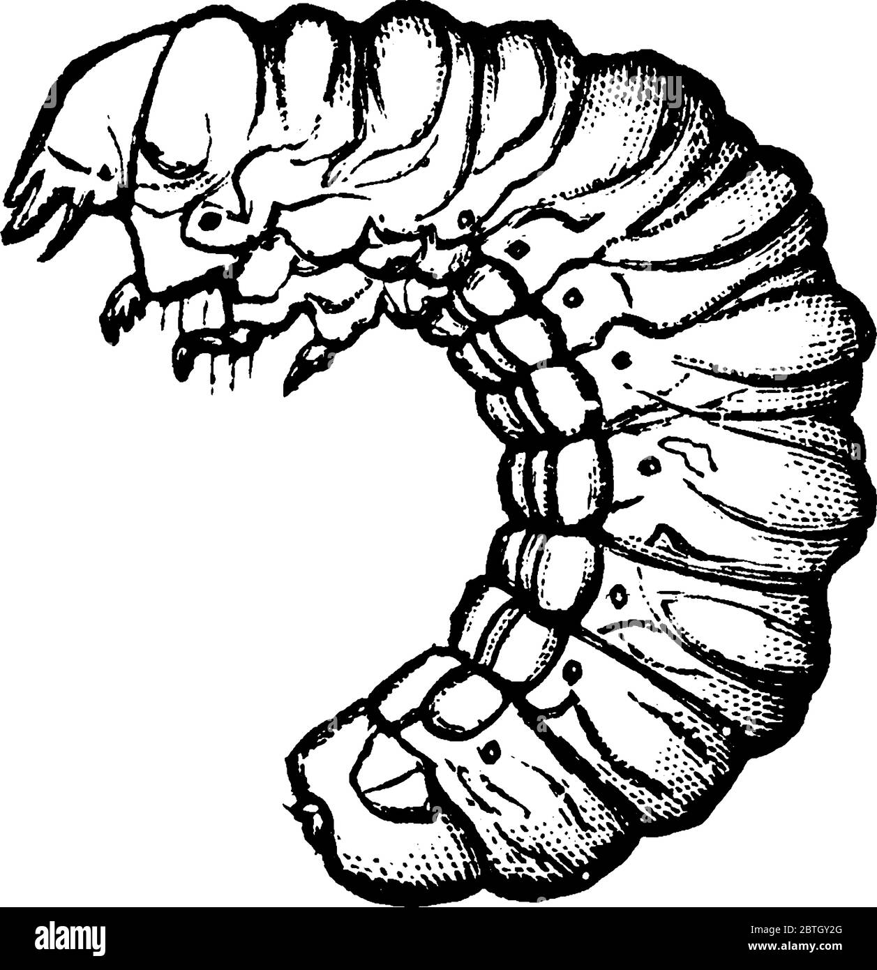 Epicauta vittata species larva zunächst mit langen Beinen, Vintage-Linie Zeichnung oder Gravur Illustration. Stock Vektor