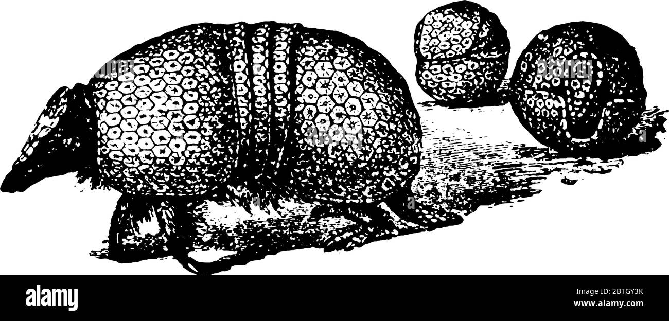 Aemadillo stammt aus der Familie Dasypodidae und ist Ameisenesser, Vintage-Strichzeichnung oder Gravur Illustration. Stock Vektor