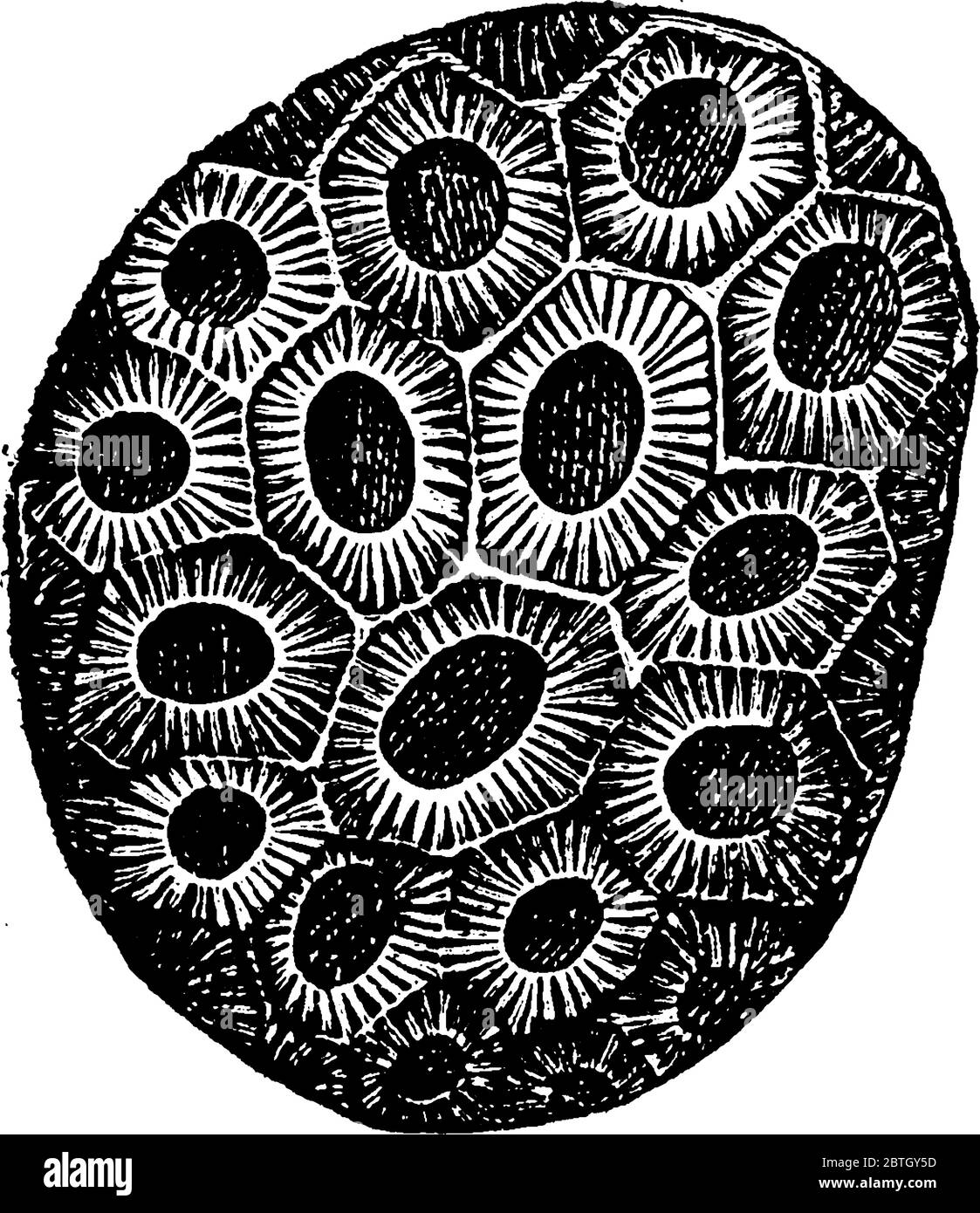 Coral Head sind marine Wirbellose innerhalb der Klasse Anthozoa des Stammes Cnidaria, Vintage-Strichzeichnung oder Gravur Illustration. Stock Vektor