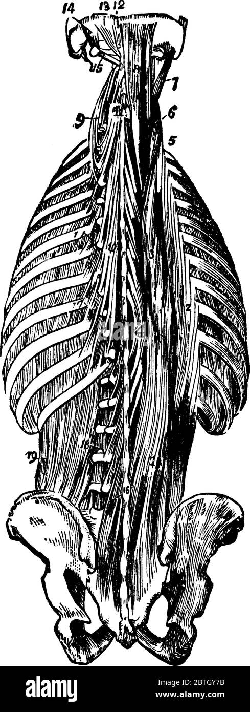 Figur des Rückenmuskels Diese Muskeln ermöglichen es uns, zu biegen, nach vorne zu biegen, heben und Bogen den unteren Rücken, Vintage-Linie Zeichnung oder Gravur Illustration. Stock Vektor