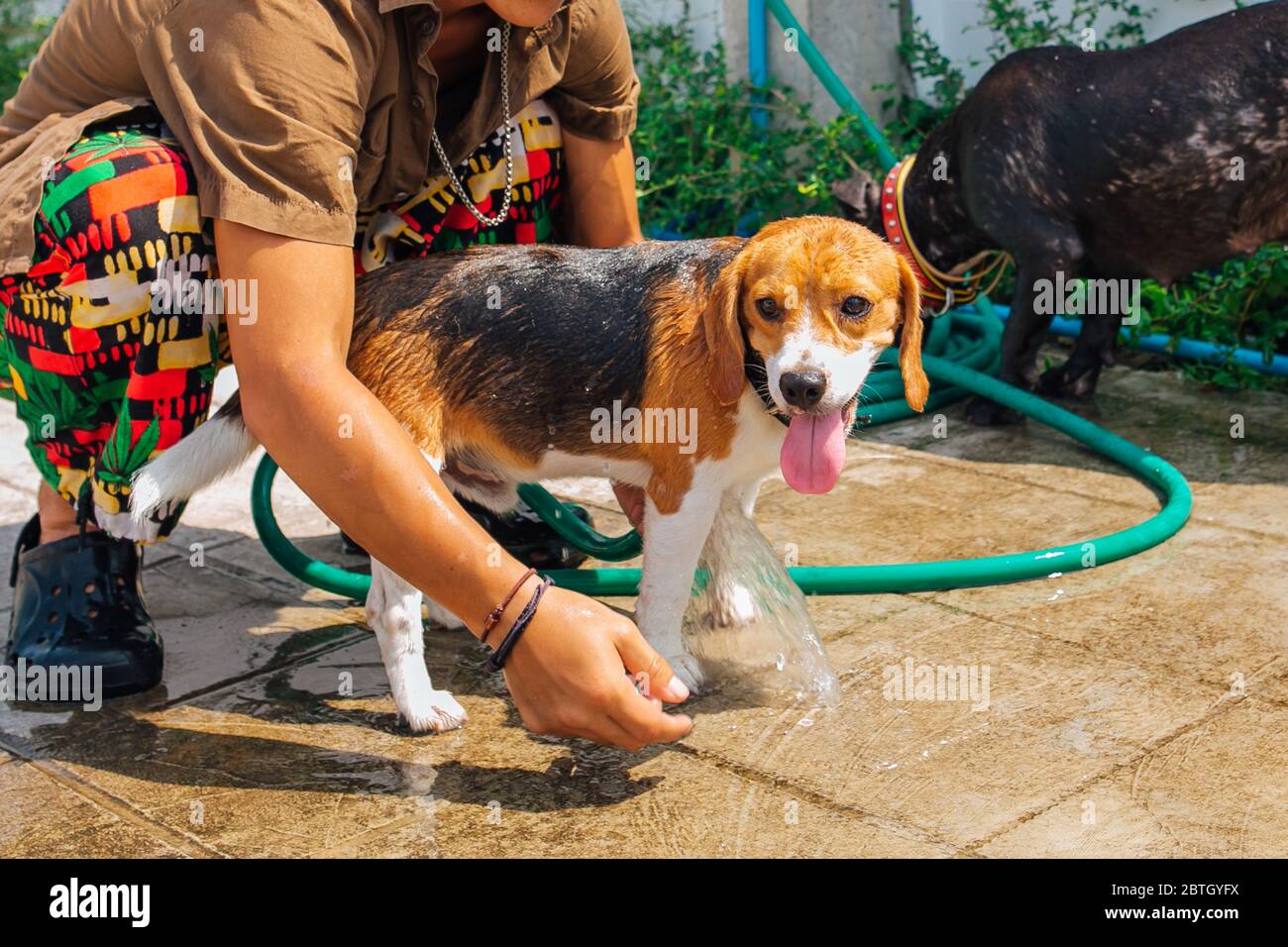 Glücklich lächelnd junge Beagle Hund Waschen unter Wasserstrahl Stockfoto