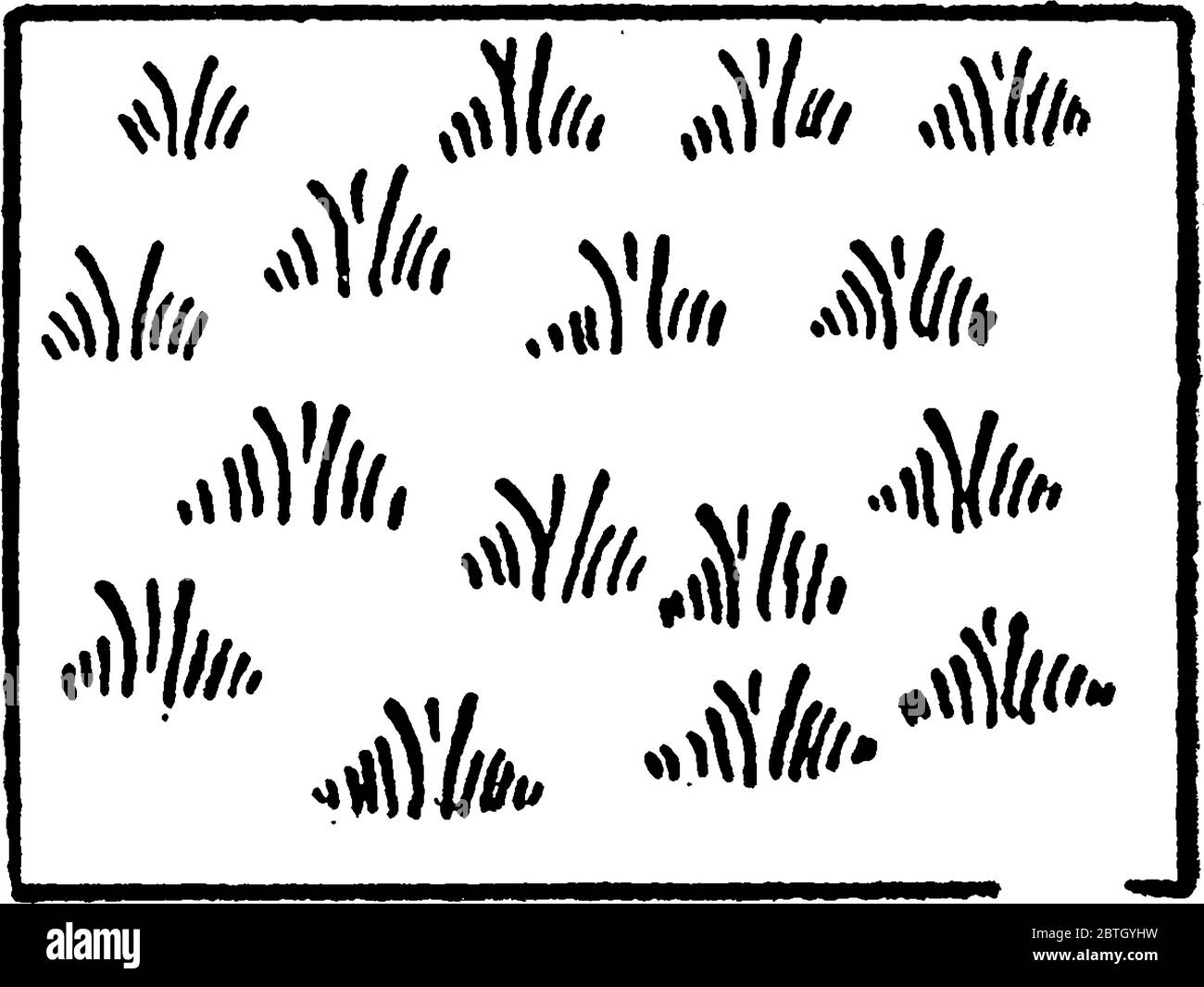Die typische Darstellung großer tropischer Gräser auf einer topographischen Karte, Vintage-Strichzeichnung oder Gravurdarstellung. Stock Vektor