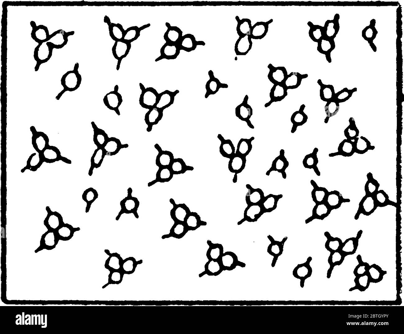 Die typische Darstellung des Kaktus auf einer topographischen Karte, Vintage-Strichzeichnung oder Gravurdarstellung. Stock Vektor