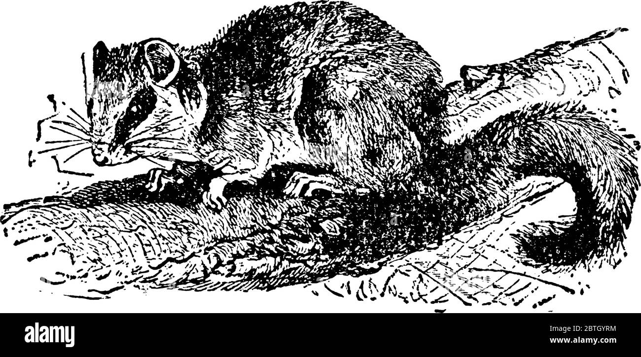 Dormiuse sind Nagetiere der Familie Gliridae und besonders bekannt für ihre langen Winterschlaf-, Vintage-Strichzeichnung oder Gravur-Illust Stock Vektor