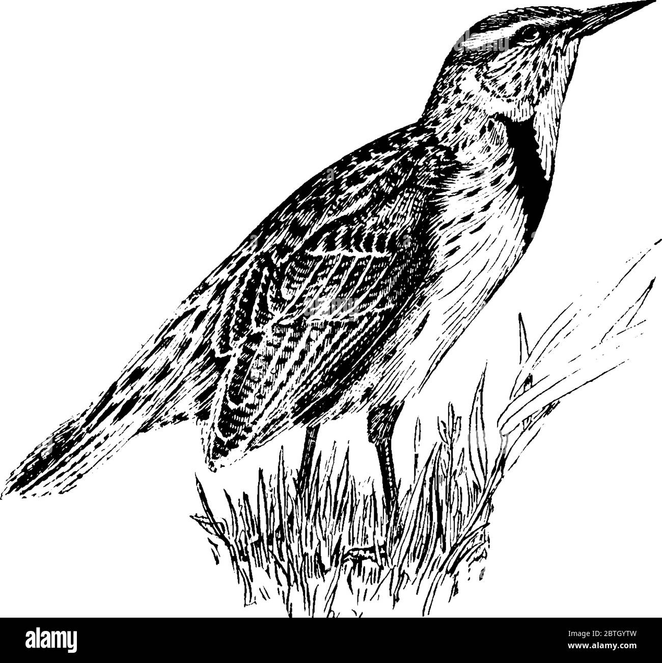 Meadowlark ist ein Insektenfresser erdwohnvogel der Familie Icteridae, Vintage-Strichzeichnung oder Gravur Illustration. Stock Vektor