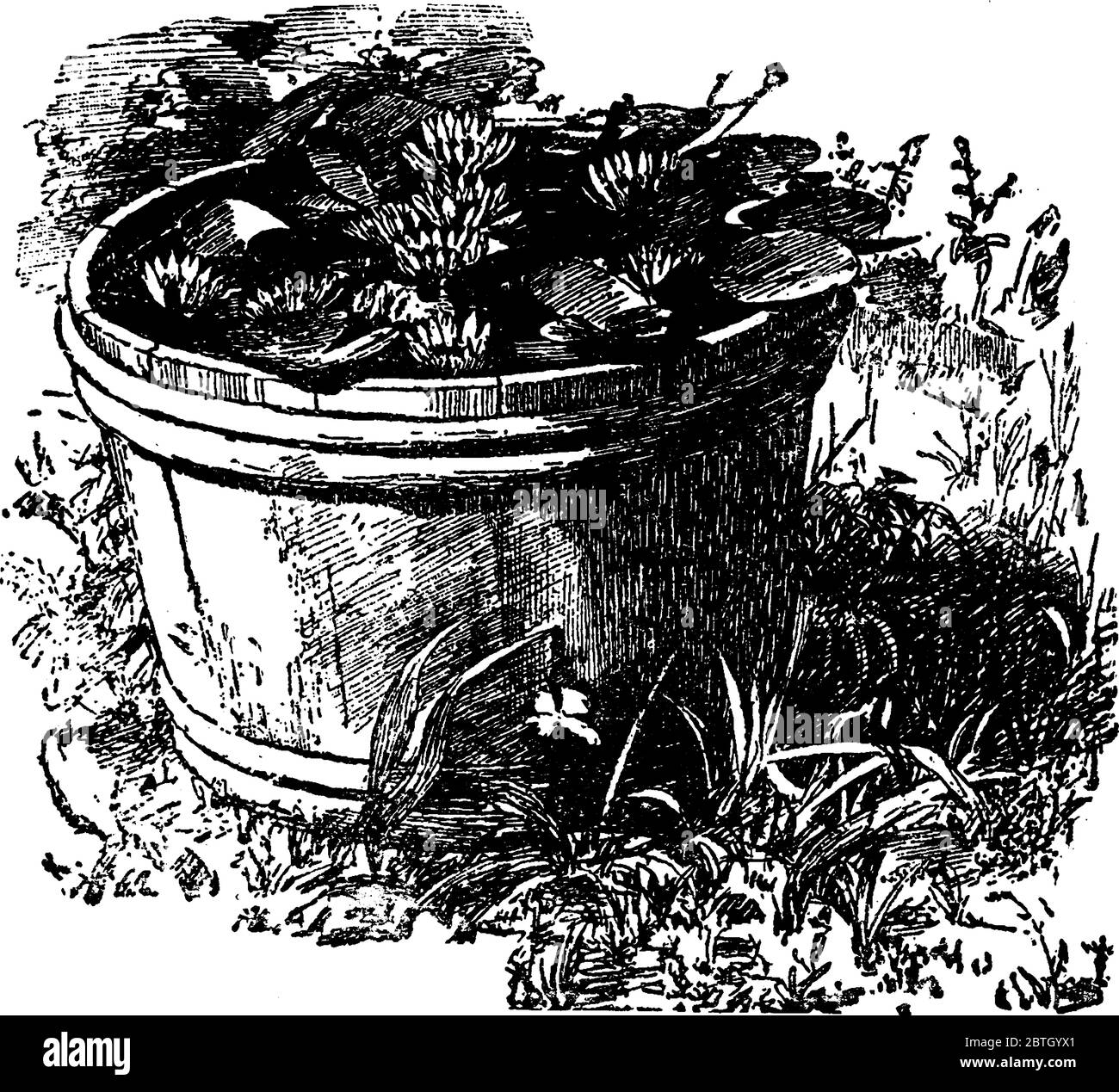 Eine kleine Wanne mit Wasserlilien, Vintage-Strichzeichnung oder Gravur Illustration. Stock Vektor