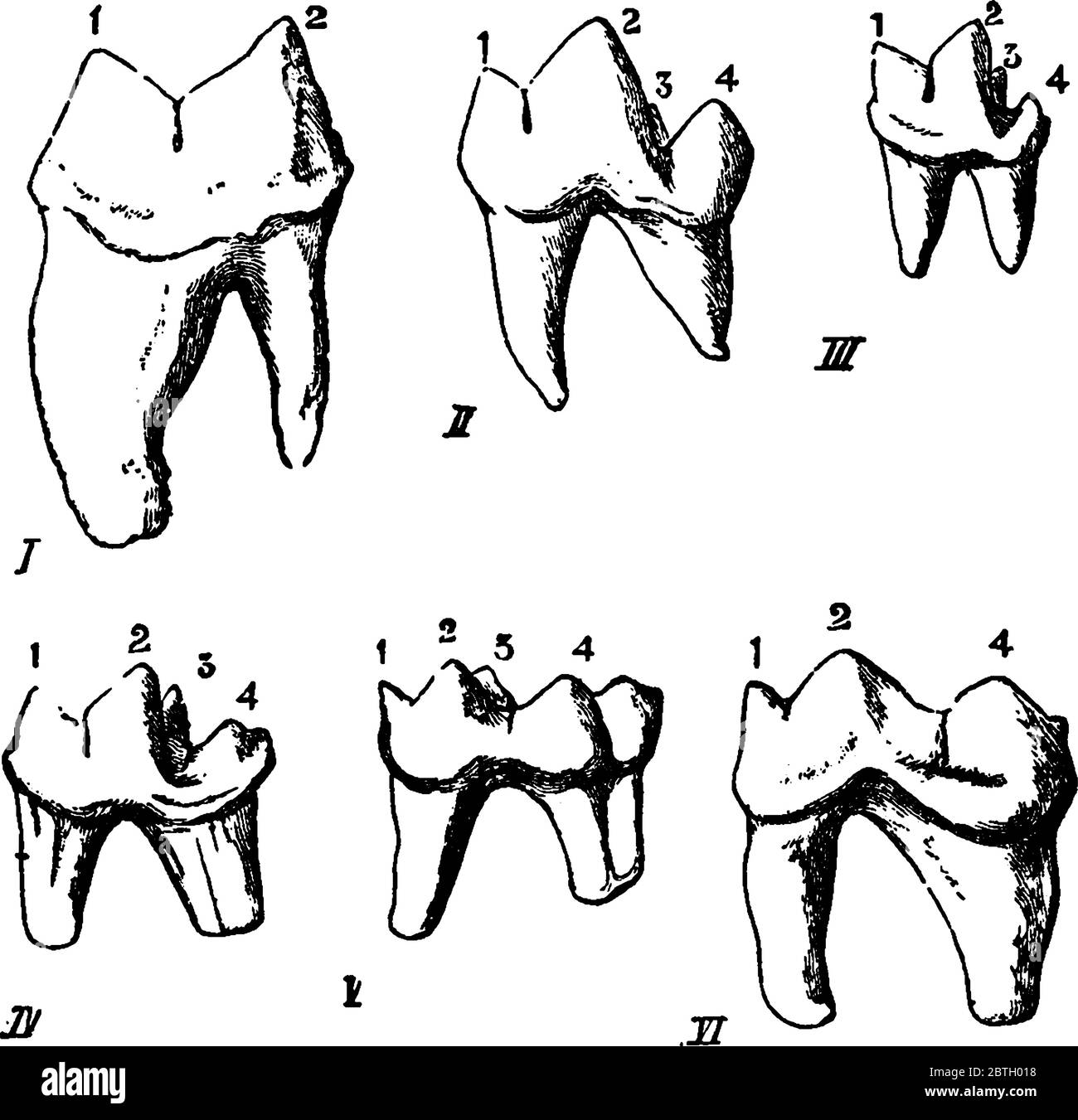 Modifikationen des unteren Sektorzahnes in der Carnivora, mit den Teilen wie, celis, Cunis, herpestes, lutra, meles, ursus, anteriore Lappen der Klinge, po Stock Vektor
