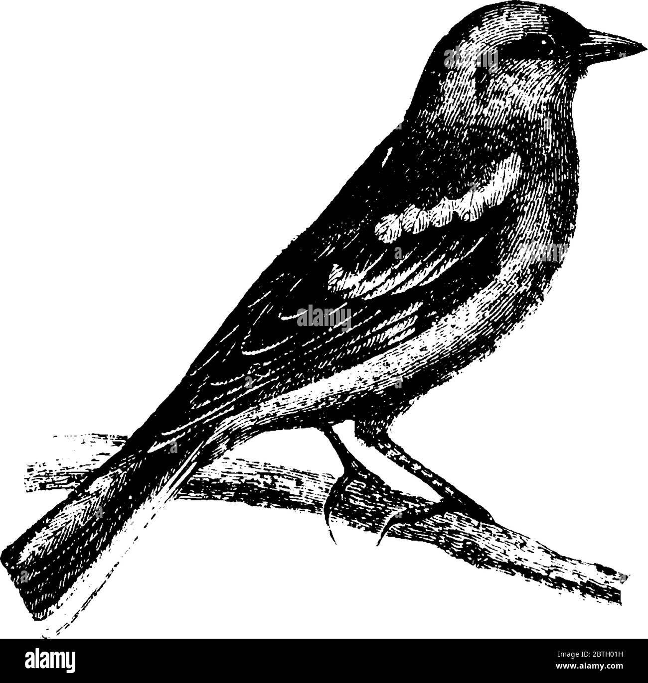 Finch, mit einem bunten Gefieder, ernähren sich vor allem von Hanf und Leinsamen und Früchten, mit einem kurzen Schnabel, Vintage-Linie Zeichnung oder Gravur Illustration. Stock Vektor