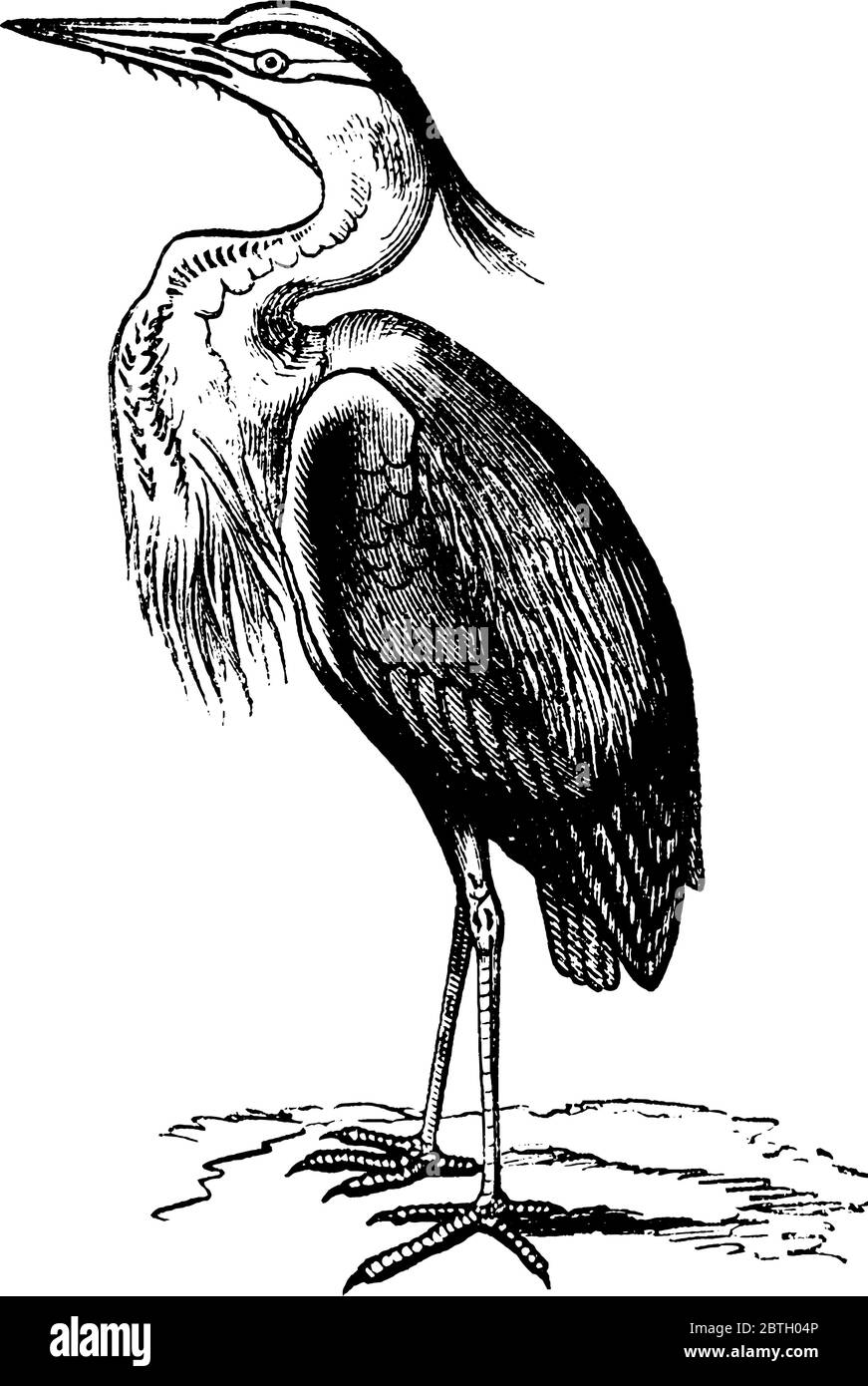 Die Reiher sind langbeinige Süß- und Küstenvögel in der Familie Ardeidae, Vintage-Strichzeichnung oder Gravur Illustration. Stock Vektor