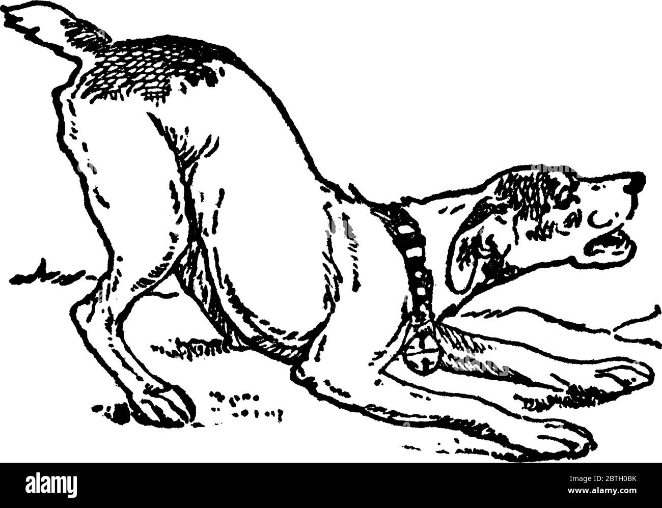 Eine typische Darstellung eines Hundes, der einen Kragen um den Hals trägt und jemanden anbellt. Im Allgemeinen bellen Hunde an Fremden. Sie sind loyal und negativ Stock Vektor