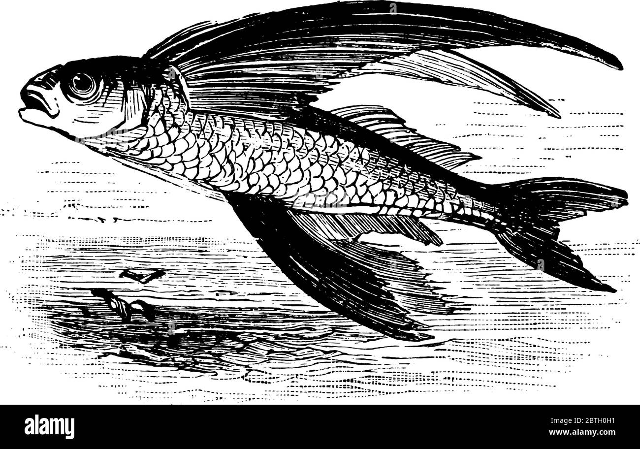 Fische, die schwimmen und springen hoch aus dem Wasserspiegel, Vintage-Linie Zeichnung oder Gravur Illustration. Stock Vektor