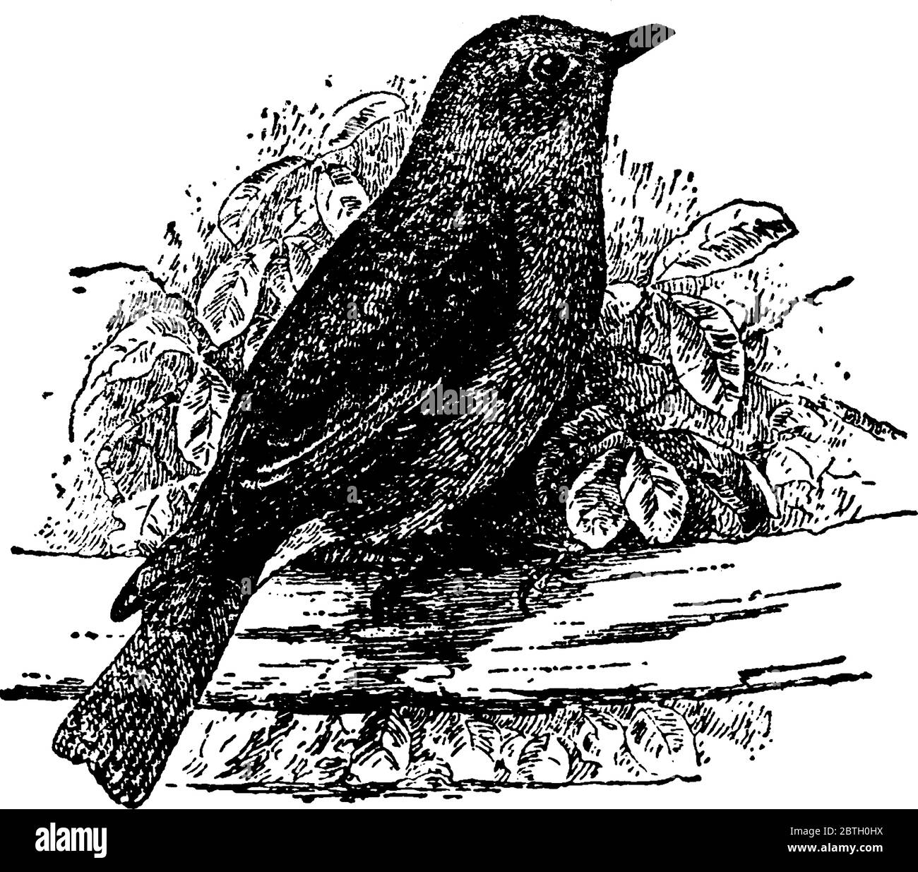Bluebird ist eine kleine Vogelart, die auf Raupen und Heuschrecken, Vintage-Strichzeichnung oder Gravur-Illustration überlebt. Stock Vektor