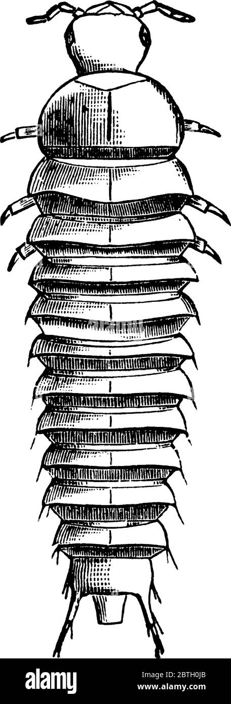 Aas-Käfer-Larven mit segmentiertem haarigen Körper, Vintage-Strichzeichnung oder Gravur Illustration. Stock Vektor