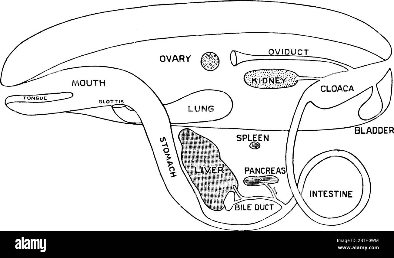 Klasse amphibien kaufen Alamy