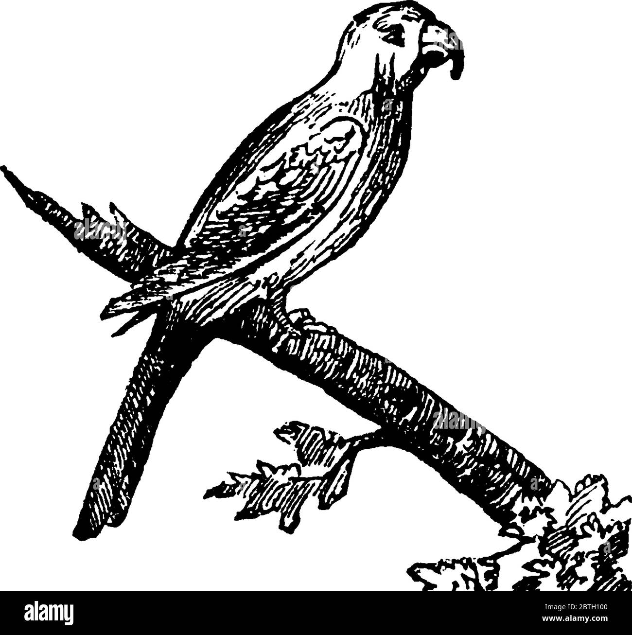 Aras sind langschwänzige, oft bunte New World Papageien, Vintage-Strichzeichnung oder Gravur Illustration. Stock Vektor