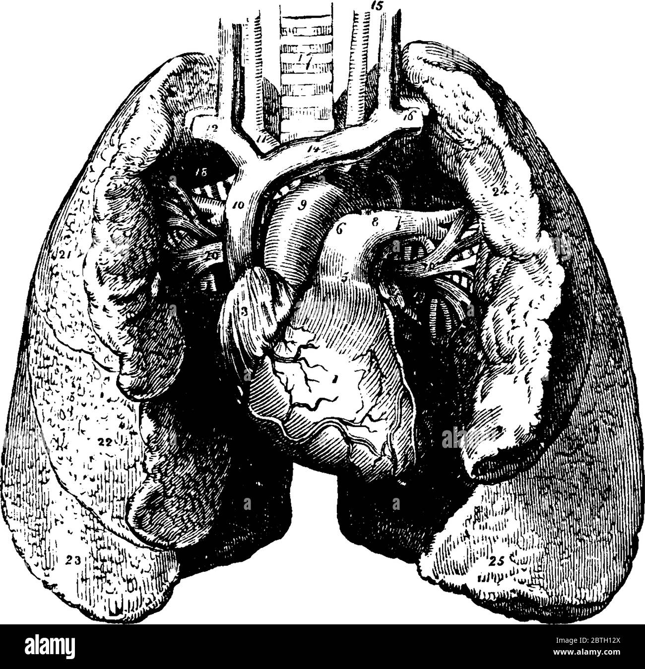 Eine typische Darstellung des Herzens und der Lunge, mit ihren Teilen beschriftet, Vintage-Strichzeichnung oder Gravur Illustration. Stock Vektor
