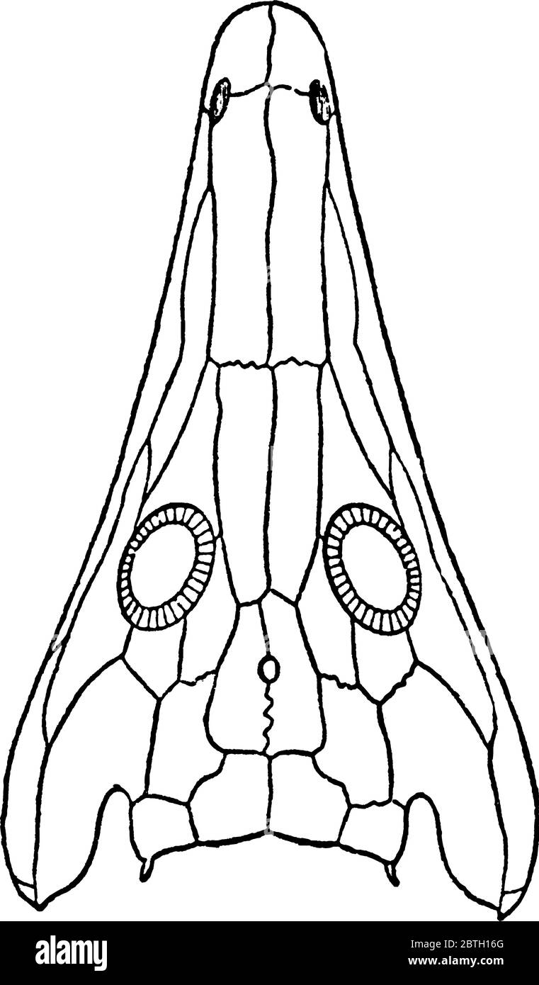 Archegosaurus, eine Gattung von Amphibien, die während der Asselian bis Wuchiapingian Alter des Perm lebte, vor etwa 299-253 Millionen Jahren, vintage li Stock Vektor