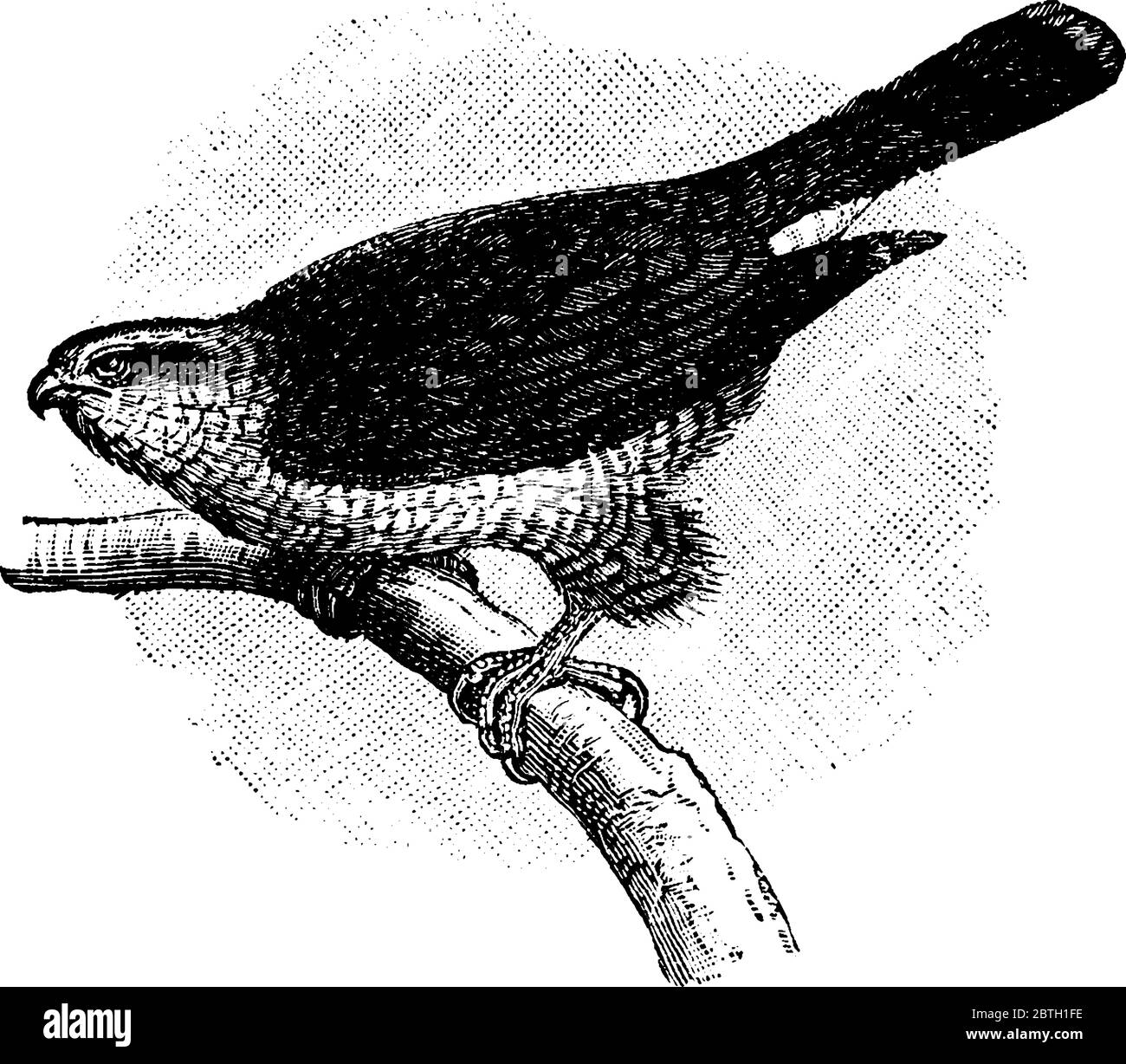 Amerikanischer Goshawk, ein mittelgroßer Greifvogel in der Familie Accipitridae, Astur atricapillus Arten mit kurzen, breiten Flügeln, langem Schwanz, langen Flügeln, kurzen t Stock Vektor