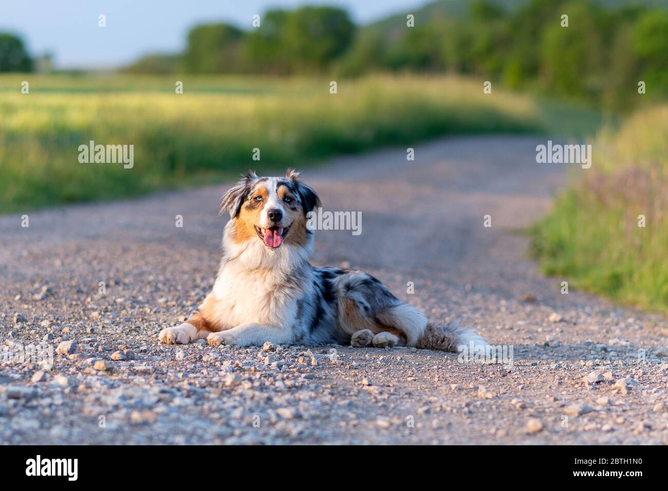 Hund australian Shepherd Blue Merle liegt auf Straße grauen Weg vor grünem Mais Stockfoto