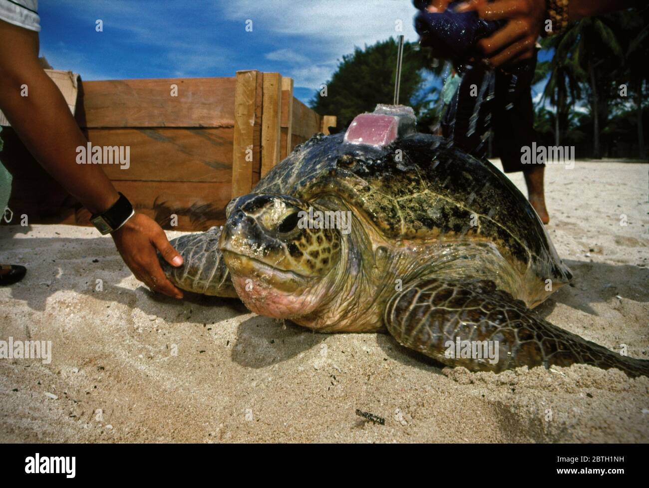 Grüne Meeresschildkröten mit Satelliten-Transmittern veröffentlicht, um ihre Wanderungsstrecke zu verfolgen Conservation Workers comfort eine grüne Meeresschildkröte (Chelonia mydas) mit einem Satelliten-Sender vor einer Veröffentlichung in Derawan Island, Indonesien ausgestattet. Archivbild (2006). Stockfoto