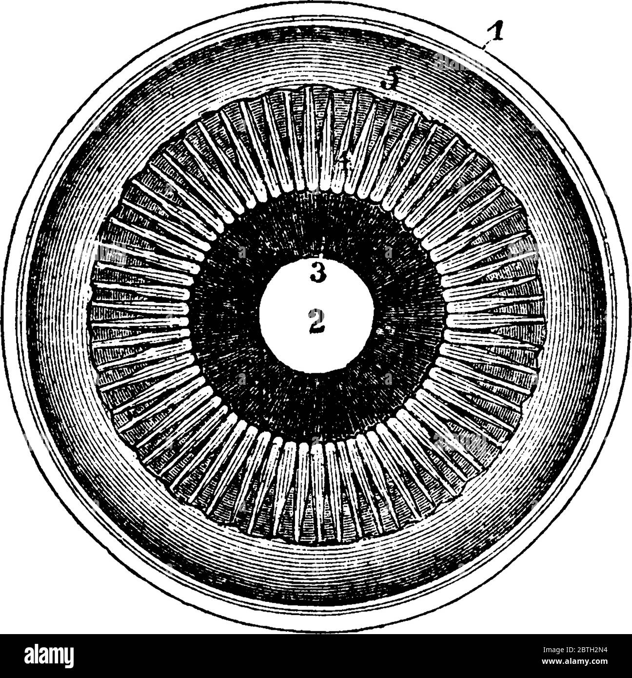 Die Iris und die angrenzenden Strukturen von hinten betrachtet, mit den Teilen, 1, der geteilten Kante der drei Schichten, wobei die Aderhaut das dunkle Zwischenprodukt o ist Stock Vektor