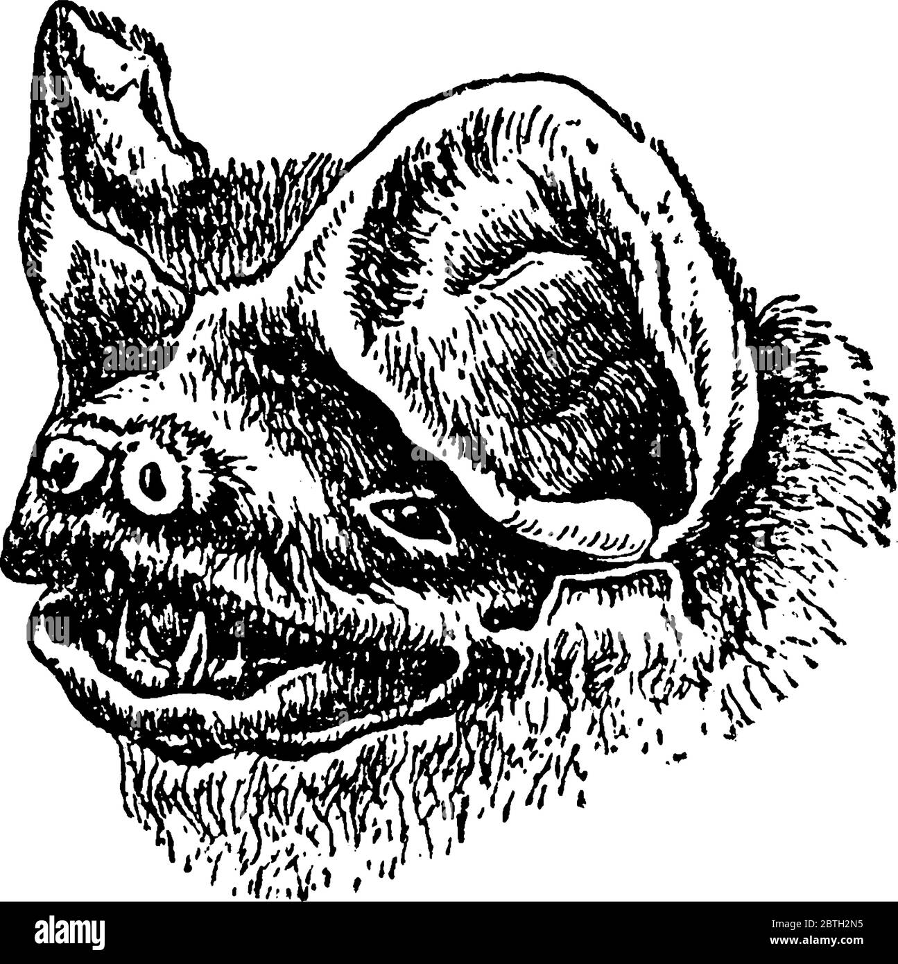 Eine typische Darstellung des Kopfes von Molossus Glaucinus, einem Freischwanzvogel. Diese Art von Arten haben in der Regel lange Ohren, die über ihr Gesicht hängen und Stock Vektor