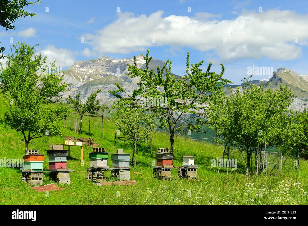 Bienenstöcke, in den französischen Alpen. Stockfoto