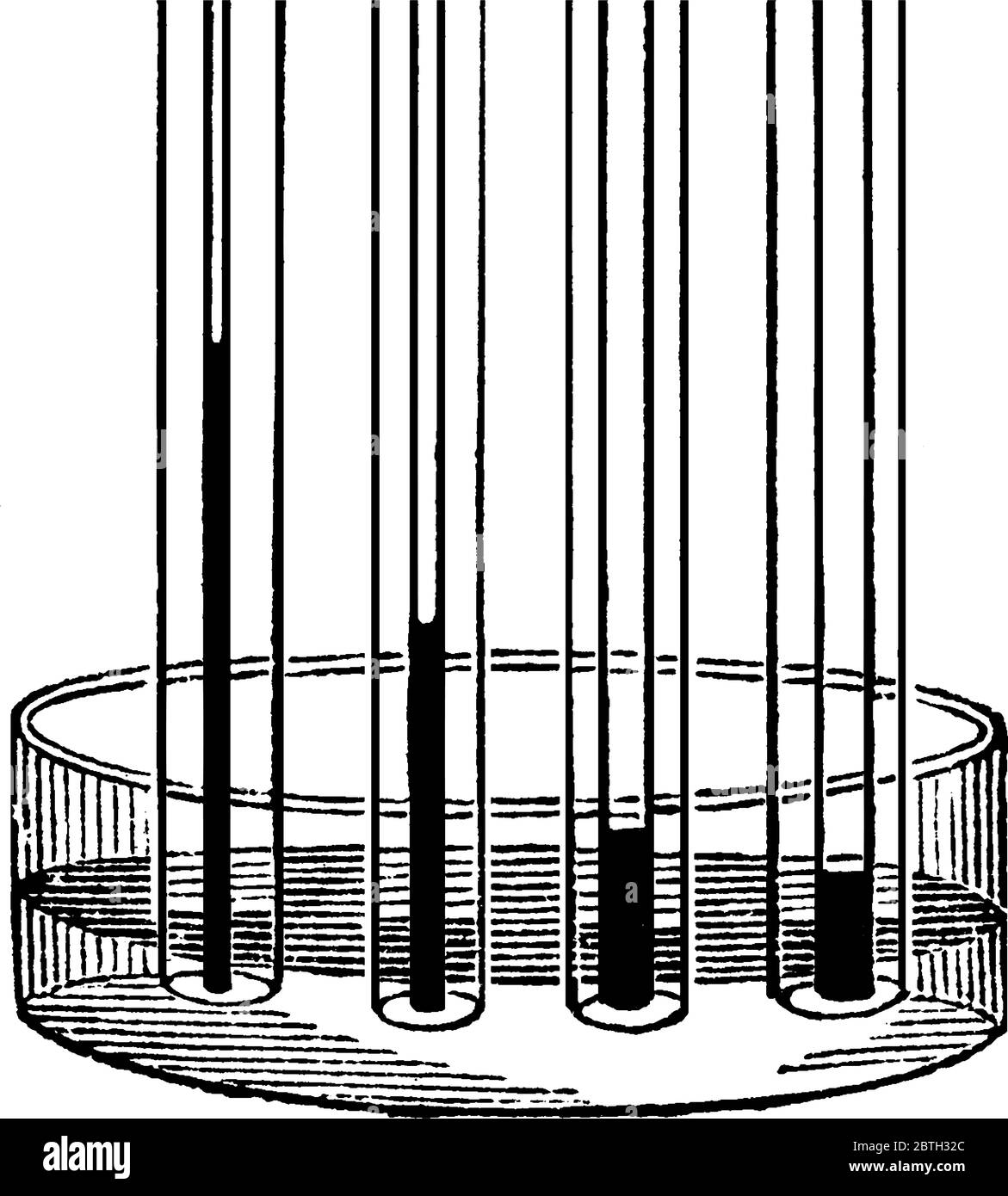 Eine typische Darstellung von Kapillarröhrchen verschiedener Breiten, die verschiedene Füllstände oder Höhen von Flüssigkeit enthalten, Vintage-Strichzeichnung oder Engravi Stock Vektor