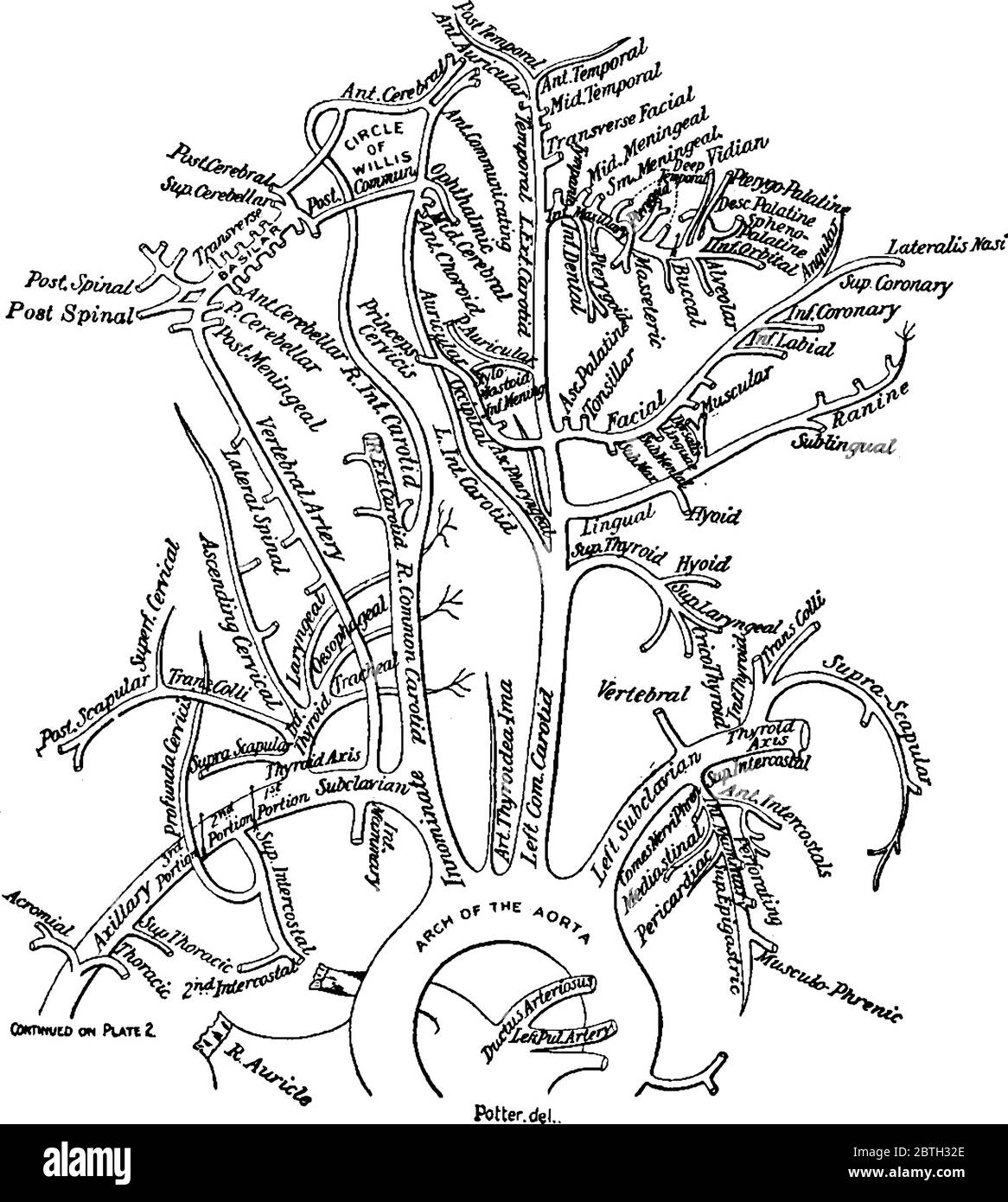 Die Arterien der unteren Extremität ist in der Abbildung gezeigt, seine Funktion ist es, Blut zu liefern, um den unteren Abschnitt des Körpers, Vintage-Linie Zeichnung oder Abteil Stock Vektor