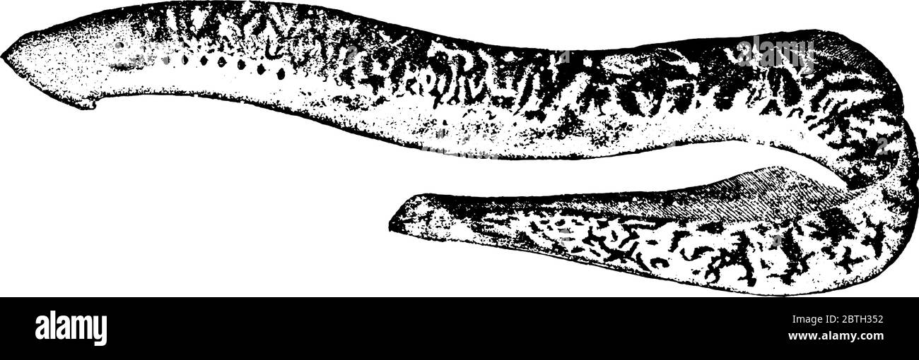 Der Seeschlammauge Eel ist ein primitiver, aalähnlicher Fisch, aber es fehlt Kiefer in der Reihenfolge Petromyzontiformes, Vintage-Strichzeichnung oder Gravur Illustration. Stock Vektor