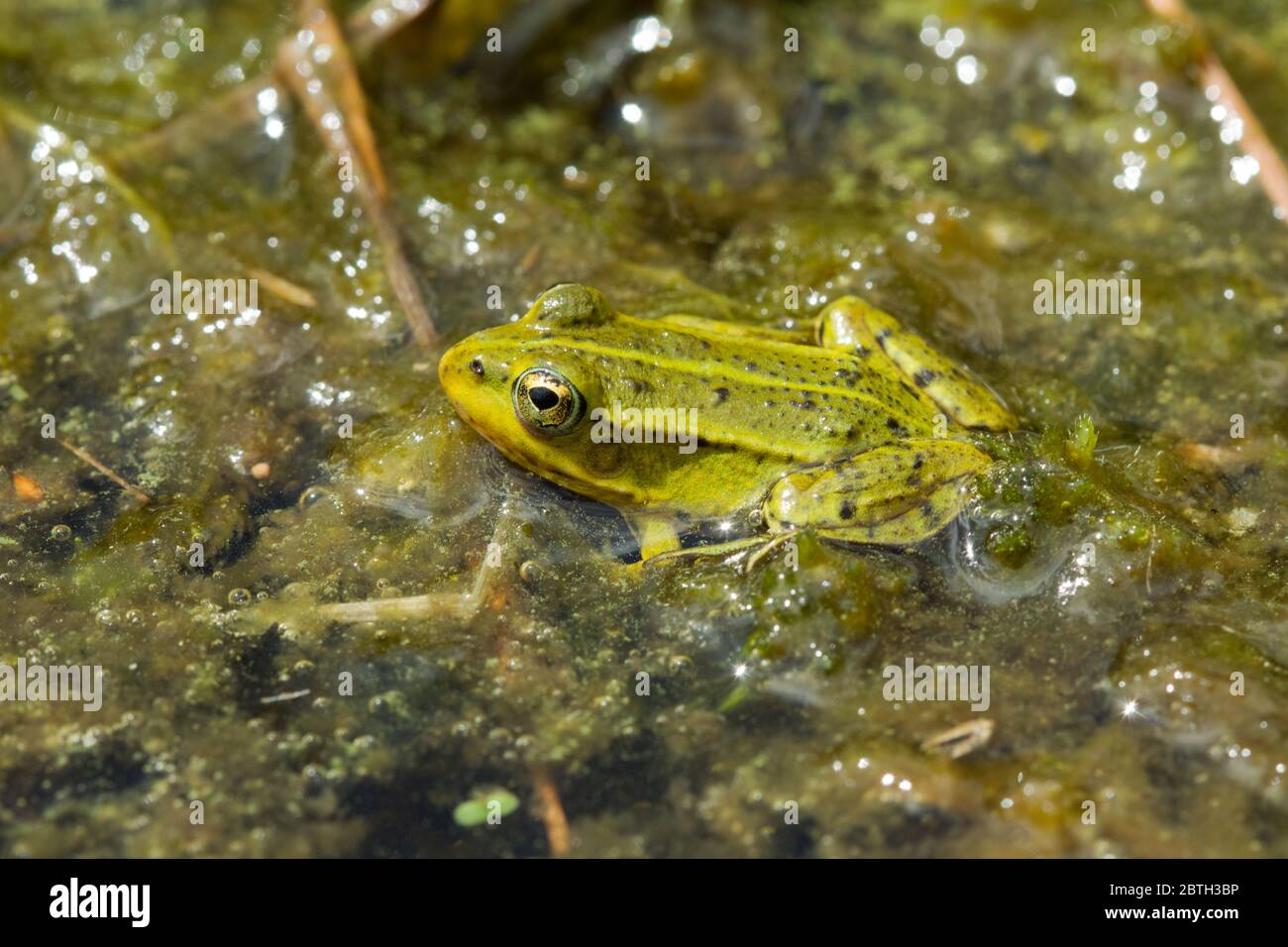 Jung und klein Grüner Frosch in seinem natürlichen Lebensraum: Ein Graben voller Algen und anderer Wasservegetation Stockfoto