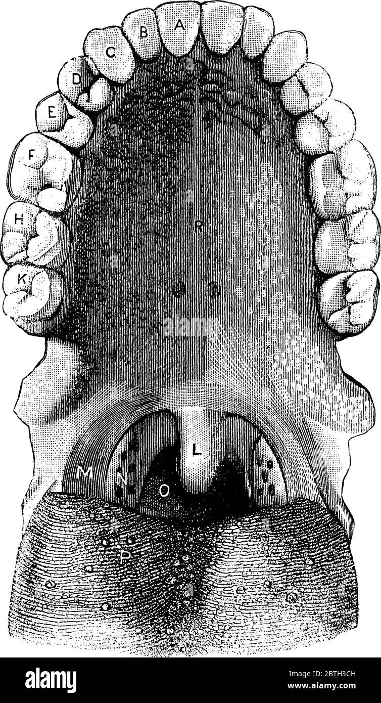 Der Kopf wird als zurückgeworfen dargestellt, und die Zunge nach vorne gezogen, mit den Teilen 'A, B und C', cainine; 'D, E', bicuspids; 'F, H, K', Stock Vektor