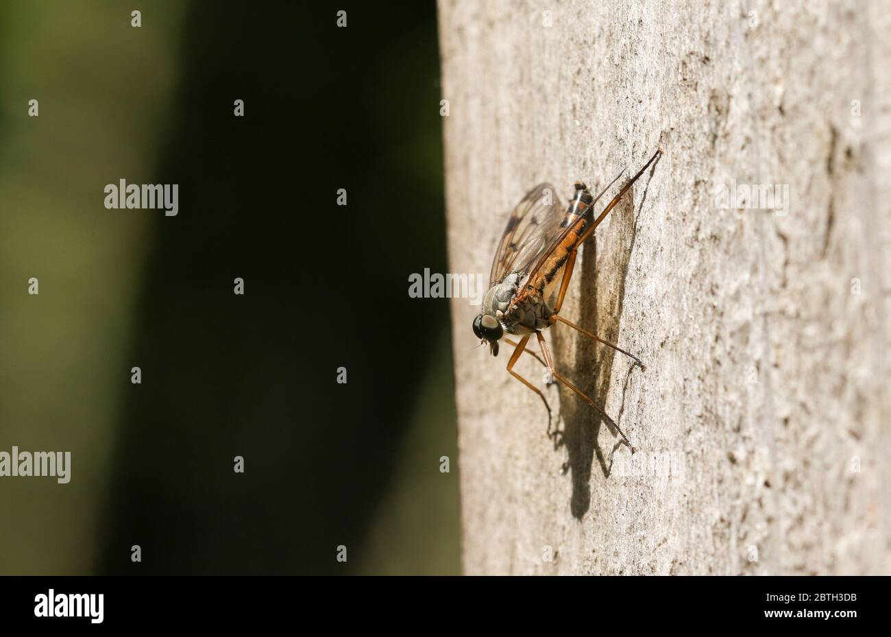 Eine Schnepfenfliege, Rhagio scolopaceus, die auf einem Holzzaun im Wald in Großbritannien unterwegs ist. Stockfoto