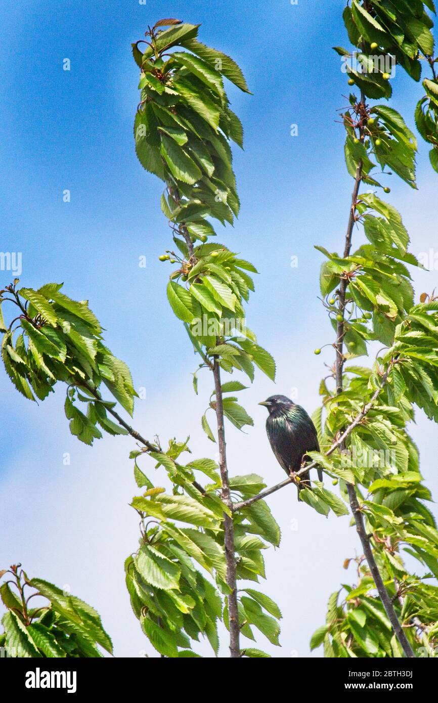 Ein erwachsener Starling (Sturnus vulgaris) Vogel, der auf einem Ast zwischen gree-Blättern an einem blau-weißen Himmel thront. Stockfoto