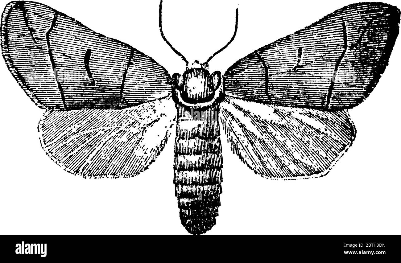 Bombycina sind Nachtfalter, mit den Organen des Mundes sind in vielen Fällen atrophied, das macht es untauglich für den Einsatz, leben für ein paar Tage, während whic Stock Vektor