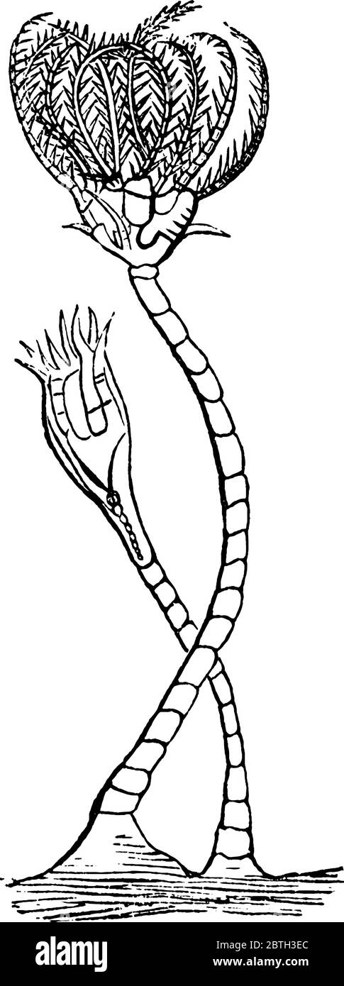Haarsterne sind Meerestiere, die die Klasse Crinoidea der Stachelhäuter, vintage Strichzeichnung oder Gravur Abbildung machen. Stock Vektor