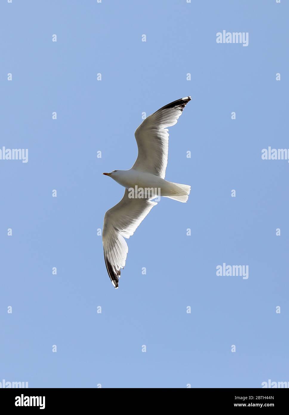 Brighton, Großbritannien. 23. Mai 2020 EINE Möwe, die hoch unter einem klaren blauen Himmel fliegt. Kredit: James Boardman Stockfoto