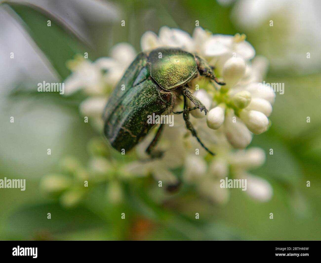 Nahaufnahme des europäischen Rosenschnapffs auf wilder Blütenblattblume, Cetonia aurata Stockfoto