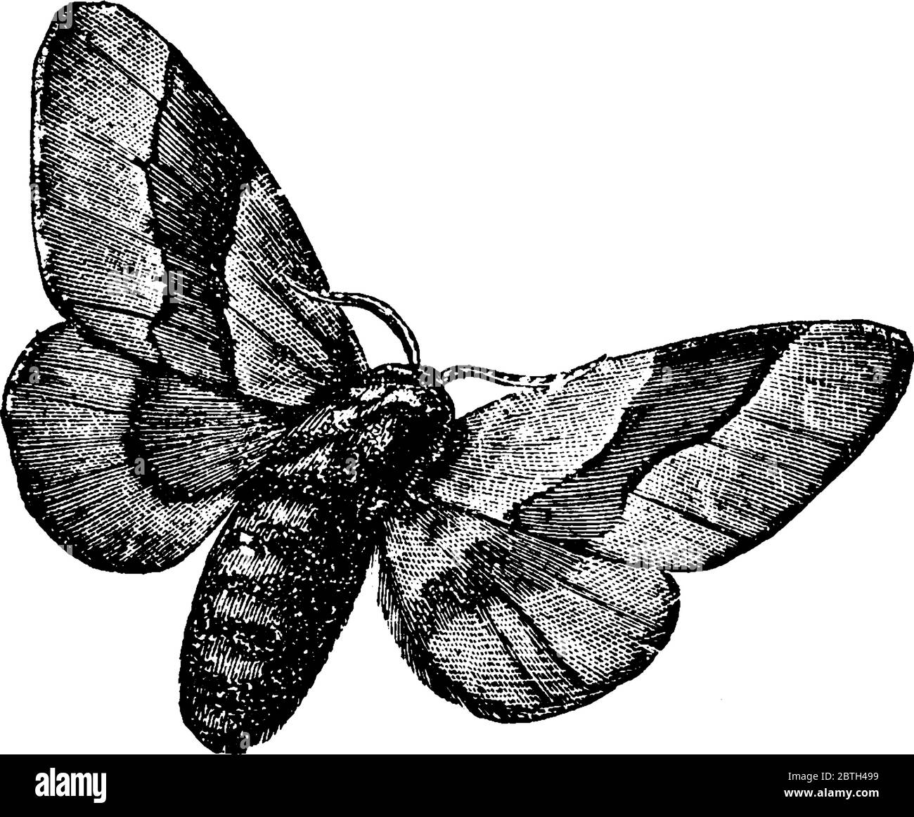 Lackey Moth auch bekannt als bombycina, Vintage-Linie Zeichnung oder Gravur Illustration. Stock Vektor