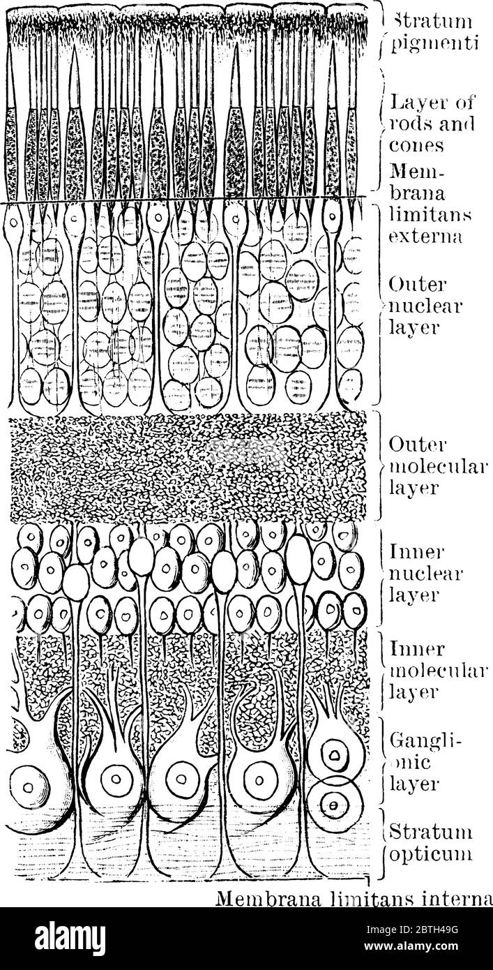 Der diagrammatische Abschnitt der menschlichen Netzhaut mit den Teilen gekennzeichnet als , innere und äußere, molekulare Schicht, nukleare Schicht, Membran interne limitans a Stock Vektor