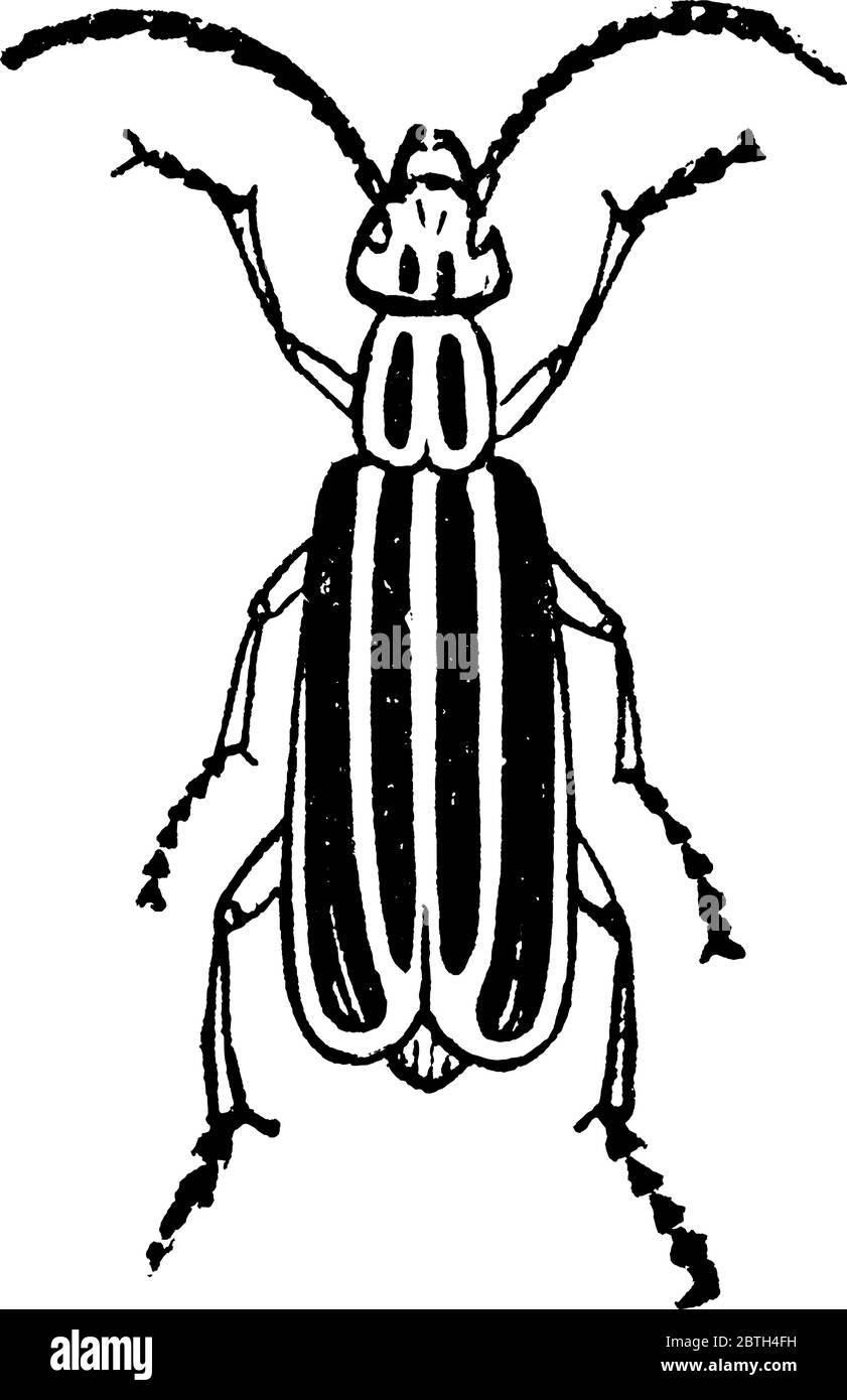Blister Käfer Insekt für seine Blasen Sekrete, Vintage-Linie Zeichnung oder Gravur Illustration bekannt. Stock Vektor