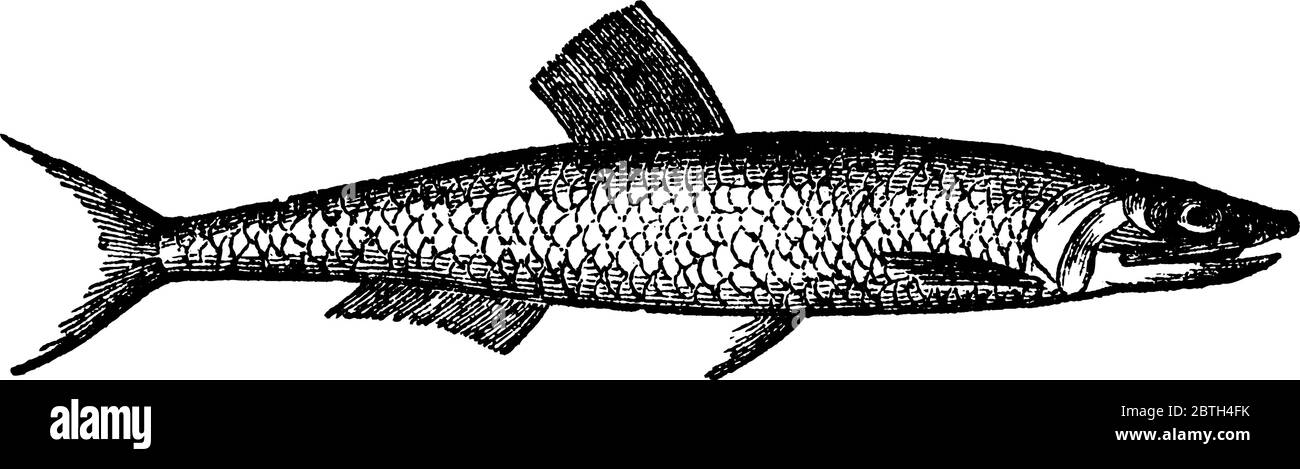 Der Sardellenfisch, der kleine Fisch ungefähr die Spannweite lang, der Kopf ist scharfspitz, und der Unterkiefer viel kürzer als der obere; die Schuppen groß, silbrig, und Stock Vektor