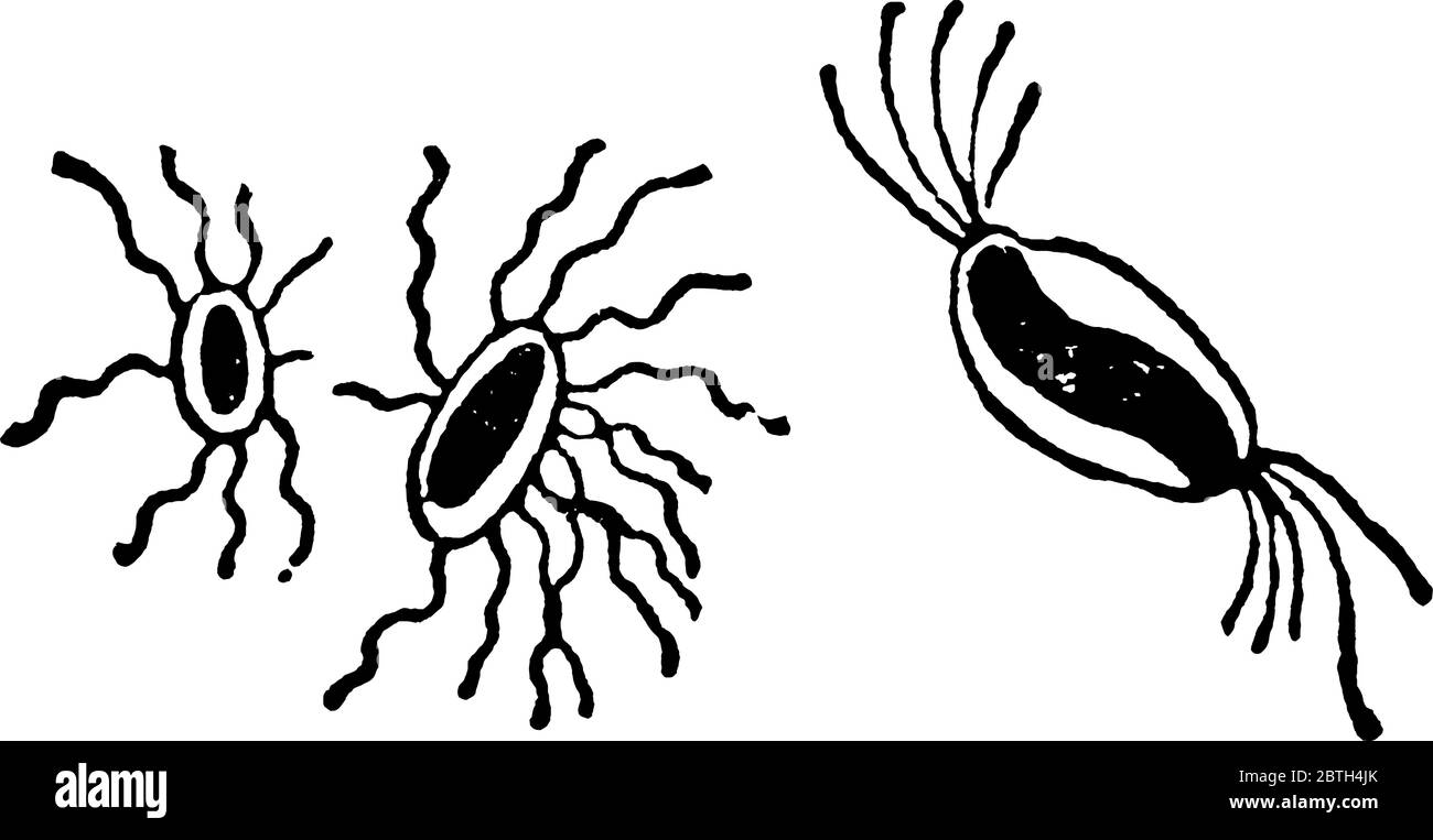 Eine typische Darstellung der stäbchenförmigen grampositiven Bakterien, Bacillus subtilis, Cohn und Spirillum undula, Ehrenb, stark flagelliert, Jahrgang Stock Vektor