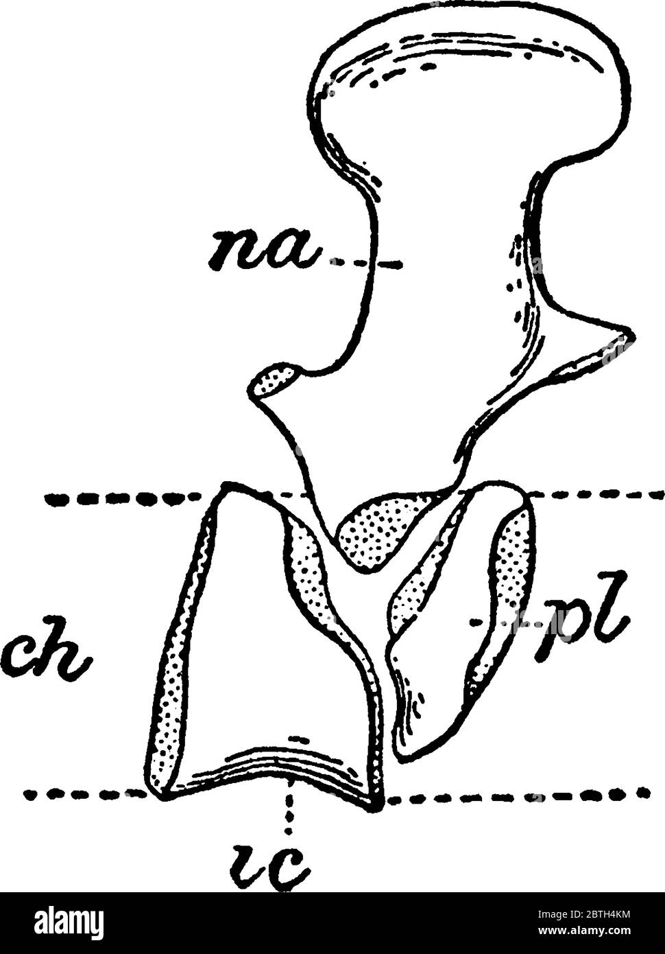Archegosaurus, eine Gattung von Amphibien, die während der Asselian bis Wuchiapingian Alter des Perm lebte, vor etwa 299-253 Millionen Jahren. Dieses Bild Stock Vektor