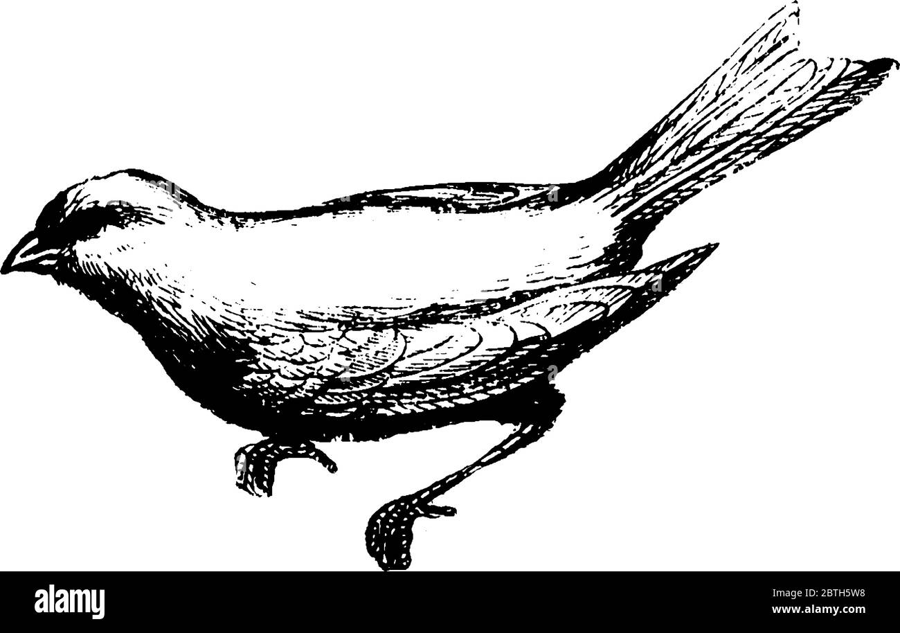 Kanaren sind durch gelbes Gefieder erkannt, gezähmt als Käfigvögel, haben stout Schnäbel, Vintage-Linie Zeichnung oder Gravur Illustration. Stock Vektor