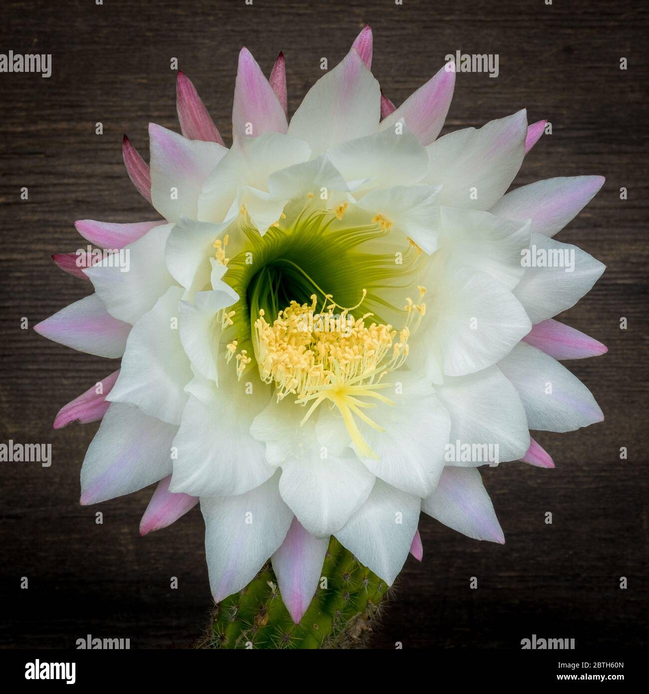 Nahaufnahme der Echinopsis Blume. Cactaceae Pflanze, Gattung Echinopsis, in seiner seltenen Blüte. Stockfoto
