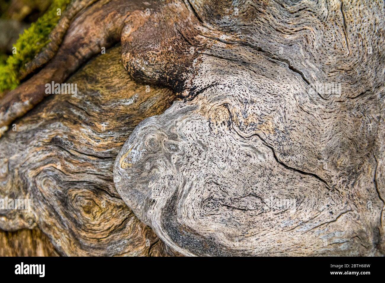 Vollrahmen natürliche Burl Holz Nahaufnahme Stockfoto