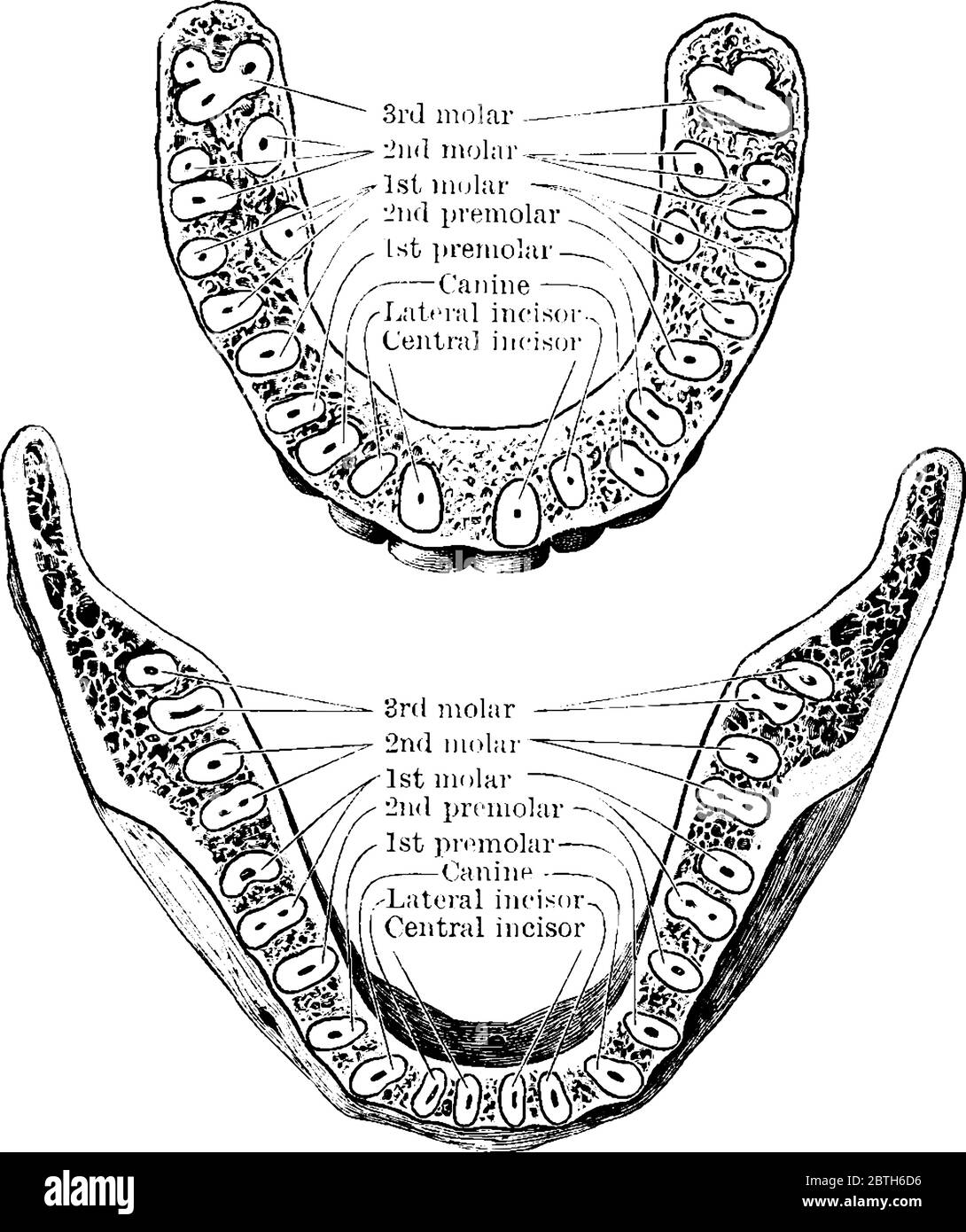 Der horizontale Abschnitt durch den oberen und unteren Kiefer, zeigt die Wurzeln der Zähne, Vintage-Linie Zeichnung oder Gravur Illustration. Stock Vektor