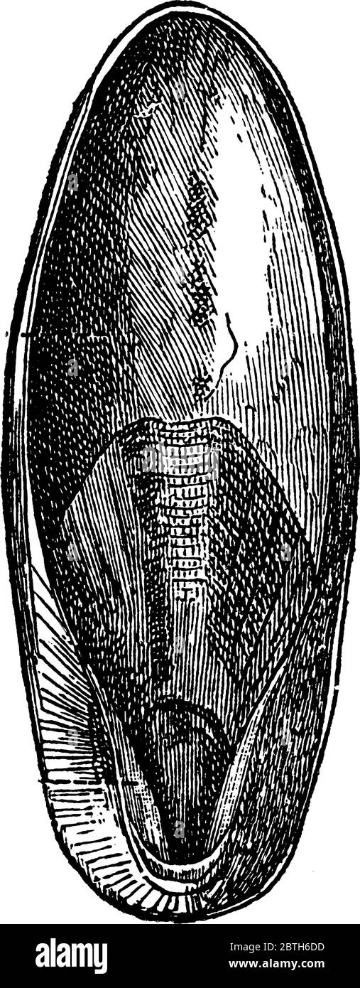 Cuttlebone ist das abgeflachte ovale innere Skelett des Tintenfischs, Vintage-Strichzeichnung oder Gravur Illustration. Stock Vektor