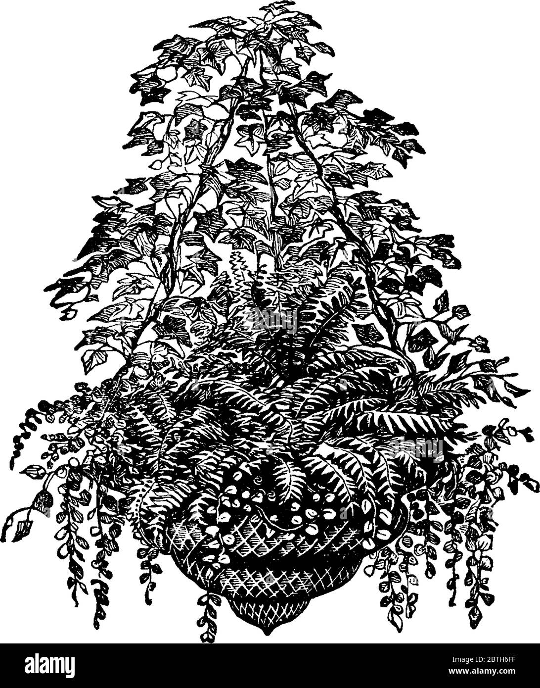 Hängender Korb mit deutscher Efeu an den Griffen mit Farnen, Vintage Strichzeichnung oder Gravur Illustration füllen. Stock Vektor Hängender Korb mit deutscher Efeu an den Griffen mit Farnen, Vintage Strichzeichnung oder Gravur Illustration füllen. Stock Vektor